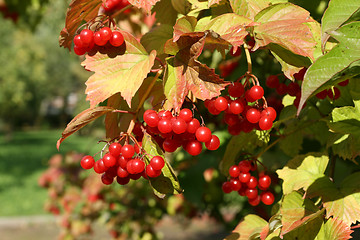 Image showing European Cranberrybush