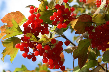 Image showing Viburnum Opulus