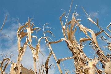 Image showing Corn