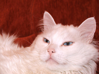 Image showing White cat