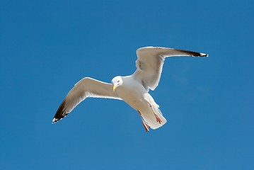 Image showing Seagull