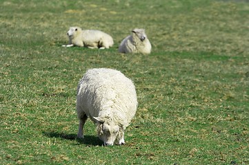 Image showing sheep