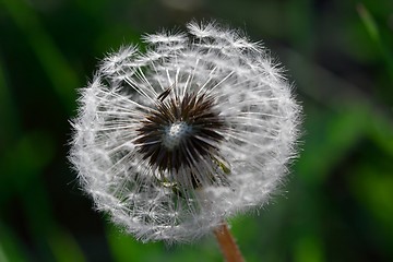 Image showing Dandelion