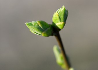 Image showing Buds