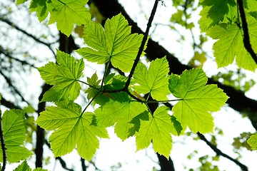 Image showing Leaves