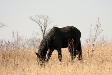 Image showing Horse