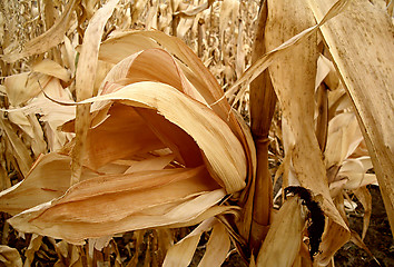 Image showing Corn - vintage on autumn