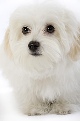 Image showing bichon maltese looking away