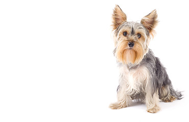 Image showing Yorkshire Terrier with copyspace