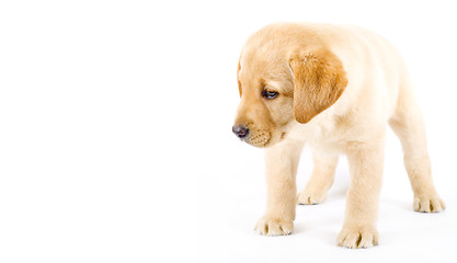 Image showing curious Puppy Labrador retriever cream