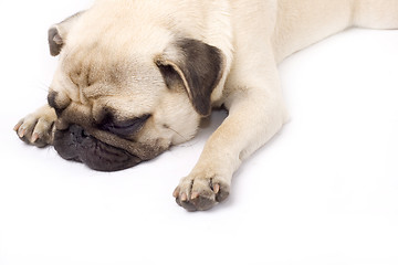 Image showing A pouting pug, isolated on white