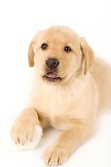 Image showing labrador puppy on white background