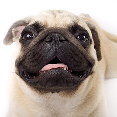 Image showing Studio Portrait of a  Pug puppy
