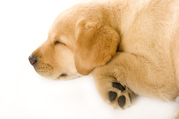 Image showing sleepy Puppy Labrador retriever cream