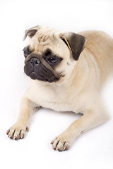 Image showing picture of a pug seated on the ground 