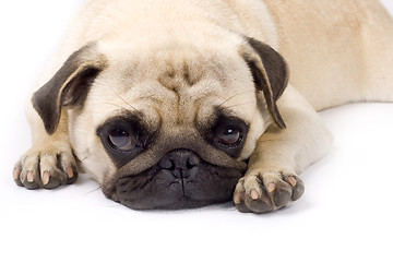 Image showing picture of a sleepy pug on a white background