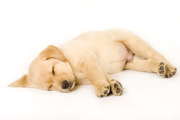 Image showing Sleeping Labrador retriever puppy