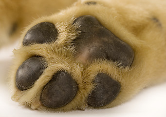 Image showing puppy labrador paw