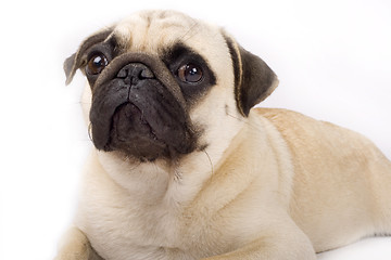 Image showing close-up on a pug puppy