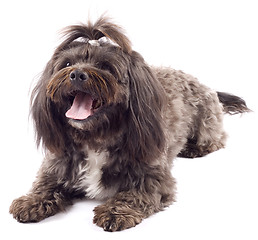 Image showing Havanese dog standing with mouth open