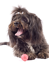 Image showing black bichon looking at something standing near a toy