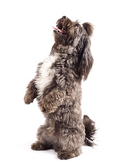 Image showing Havanese dog standing on his hind legs