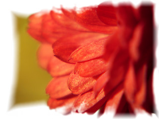 Image showing Red Flower - macro