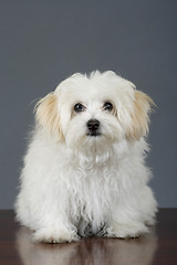 Image showing maltese dog sitting in front of grey background