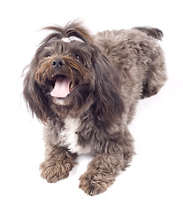 Image showing Portrait of a havanese dog