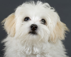 Image showing picture of a bichon puppy