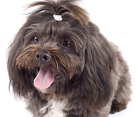 Image showing closeup of a black bichon puppy