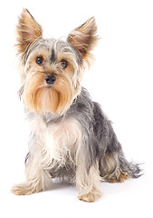 Image showing Yorkshire Terrier 