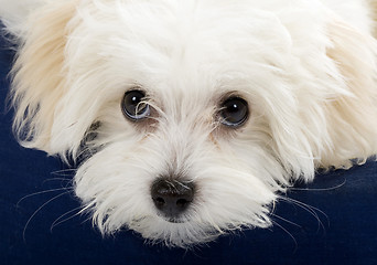 Image showing closeup picture of a bichon cute eyes