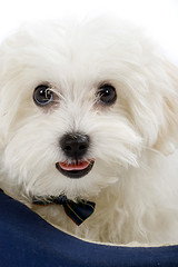 Image showing maltese dog lying in in a puppy bed