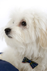 Image showing bichon maltese looking away to a side