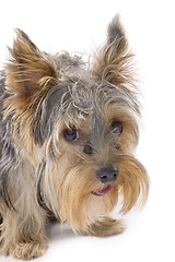 Image showing purebred dog (Yorkshire terrier) isolated on white