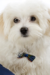 Image showing bichon maltese puppy 