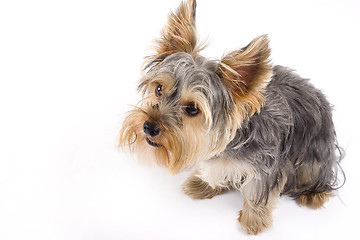 Image showing Yorkshire Terrier isolated on a white background