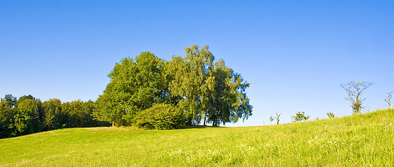 Image showing Idyllic meadow with tree