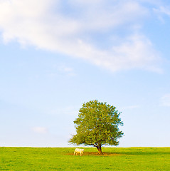 Image showing Idyllic meadow with tree