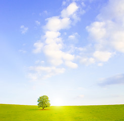 Image showing Idyllic meadow with tree