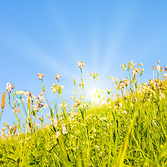 Image showing Idyllic lawn with sunlight