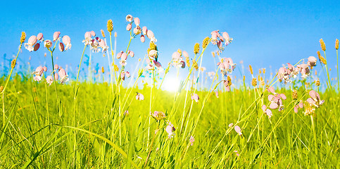 Image showing Idyllic lawn with sunlight