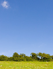 Image showing Idyllic meadow in summer