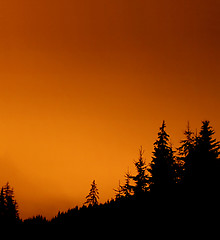 Image showing Fir Forest at night - red sky