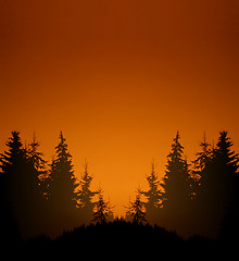 Image showing Fir Forest at night - red sky