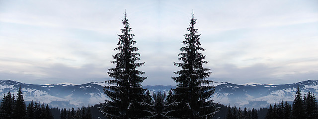 Image showing Forest - Fir