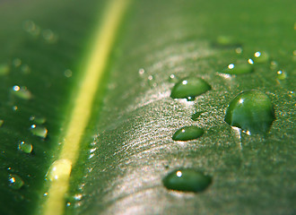 Image showing BIG Drops on a leaf