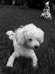 Image showing White dog on grass