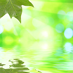 Image showing Green leaves in spring